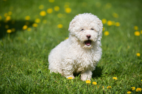 Puli white dog puppy cub standing on a grass and looking to the camera. Beautiful dog breed. Pet photography.