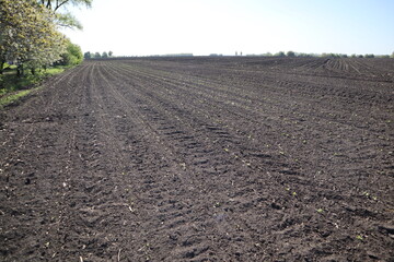 sown field