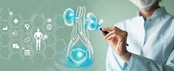 Unrecognizable female doctor holding graphic virtual visualization model of kidneys and bladder...