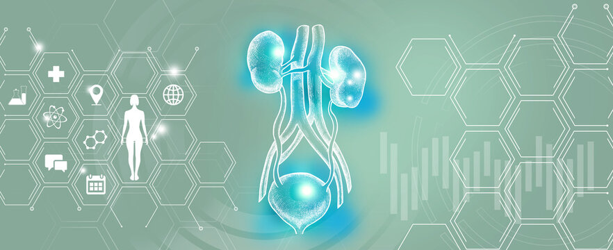 Graphic illustration of kidneys and bladder organ visualization. Healthcare concept background with medical icons.