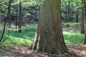 Wald, Laubwald, Bäume, Buchen, Eichen, Laubbaum, Frühling, Baumstamm, Rinde, Natur