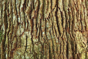 Wald, Laubwald, Bäume, Buchen, Eichen, Laubbaum, Frühling, Baumstamm, Rinde, Natur