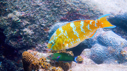 Underwater video of beautifully colored blue-barred parrotfish swimming among coral reefs. Parrot fish, Scarus ghobban, cream parrotfish, green blotched parrotfish in Andaman Sea. Marine life