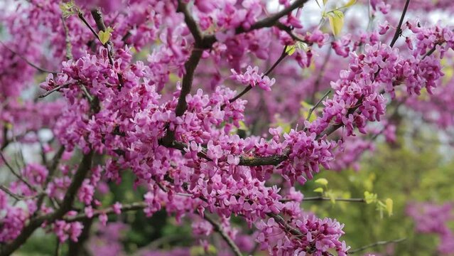 Flowering spring Japanese trees.