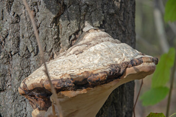 Parasitic tinder fungus on the tree trunk in the park