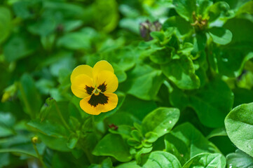 Blooming yellow viola flower on the flower bed