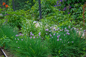 Flower bed with Allium schoenoprasum and other flowers in the 