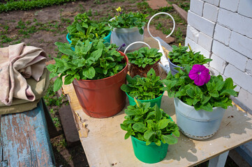 Petunia flower seedlings in a pots for planting in a flower bed