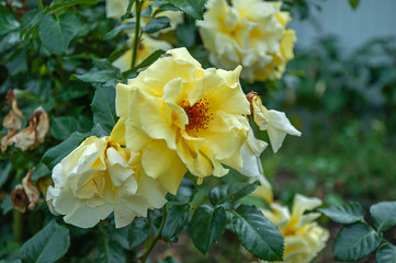 Blooming Rose Xanthina in the garden