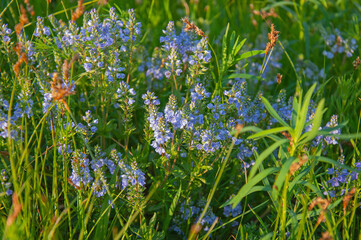 Blossom Veronica flower in the "new wave" garden
