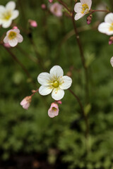 Little white blossom of a forget-me-not in the garden with bokeh background