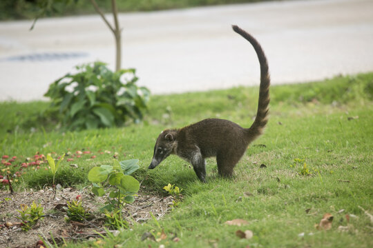 Selective view of the white-nosed coati (Nasua narica) on the grass, Mexico