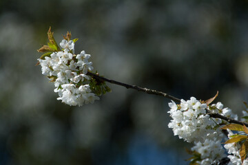 Kirschblüten