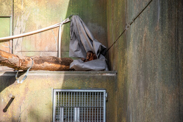 Young orangutan at the corner of a concrete pit © Znk/Wirestock Creators