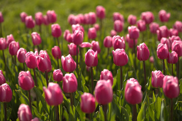 pink tulips in the garden