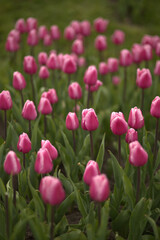 tulips in the garden