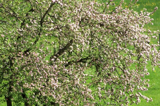 Baumblüte im Mai, Allgäu, Bayern