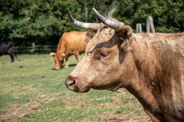 Closeup of a bull at a farm with pointy horns