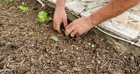 Mature man is planting seedlings into soil in garden. Dirty hand put small lettuce sprout in ground. Gardening, springtime concept
