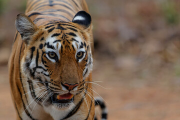 Female tiger walking in Tadoba National Park in India