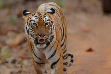 Female tiger walking in Tadoba National Park in India