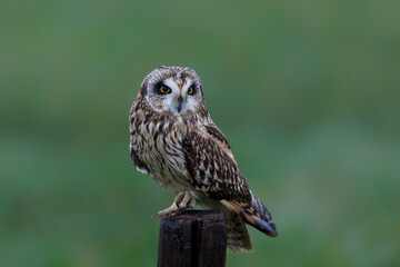 Short-eared owl (Asio flammeus) sitting on a pole in the meadows of Noord Brabant near Rosmalen in the Netherlands