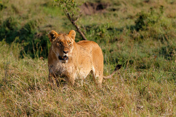 Fototapeta na wymiar lioness with lots of flies walking in the Masai Mara National Reserve in Kenya