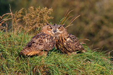 Juvenile European Eagle Owls (Bubo bubo) sitting together in the forest in Gelderland in the Netherlands. - obrazy, fototapety, plakaty