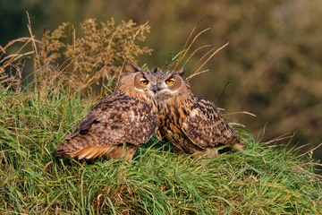 Poster Juvenile European Eagle Owls (Bubo bubo) sitting together in the forest in Gelderland in the Netherlands. © henk bogaard