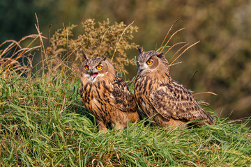 Juvenile European Eagle Owls (Bubo bubo) sitting together in the forest in Gelderland in the Netherlands.