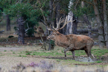 Red deer (Cervus elaphus) stag showing dominant behaviour in the rutting season on a heath field in the forest of National Park Hoge Veluwe in the Netherlands