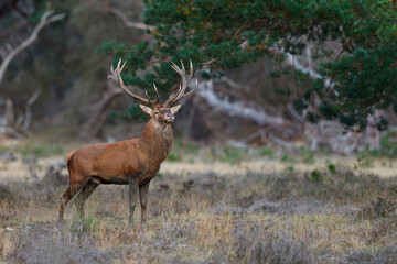 Naklejka na ściany i meble Red deer (Cervus elaphus) stag showing dominant behaviour in the rutting season on a heath field in the forest of National Park Hoge Veluwe in the Netherlands