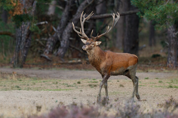 Red deer (Cervus elaphus) stag showing dominant behaviour in the rutting season on a heath field in the forest of National Park Hoge Veluwe in the Netherlands