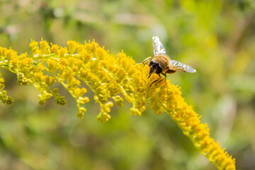 Eristalis tenax - hoverfly, also known as the drone fly (or 