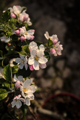 Weisse und pinke Blüten eines Apfelbaumes im Sonnenlicht mit freiem Raum und Hingergrundunschärfe Bokeh