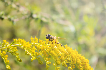 Eristalis tenax - hoverfly, also known as the drone fly (or 