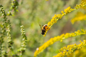 Eristalis tenax - hoverfly, also known as the drone fly (or 