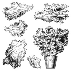 Vector collection of lettuce leaves. Fresh potted plants. A set of hand-drawn monochrome sketches. Vintage style engraving