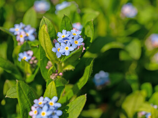 Bl&uuml;hendes Vergissmeinnicht, Myosotis, Nahaufnahme