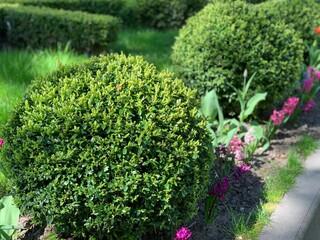 Decorative and shaped evergreen group of boxwood plants (Buxus Sempervirens) in garden. - obrazy, fototapety, plakaty