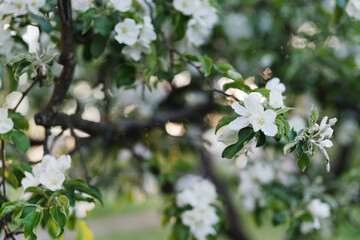 Closeup of a fruit tree with white blossom in spring. Beautiful nature background with copy space. Freshness, art, inspiration, beauty concept.