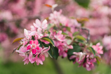 Closeup of a fruit tree pink blossom in spring. Beautiful nature background with copy space. Freshness, art, inspiration, beauty concept.