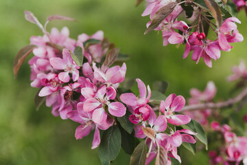 Closeup of a fruit tree pink blossom in spring. Beautiful nature background with copy space. Freshness, art, inspiration, beauty concept.
