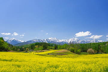 春の葉の花が咲く高原と山岳風景