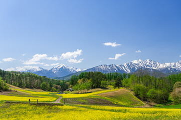 春の葉の花が咲く高原と山岳風景