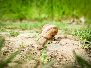 Garden snail in fokus blur background