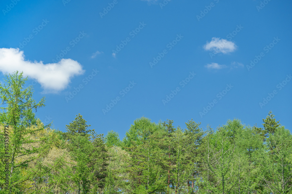 Wall mural 新緑と空　カラマツ林