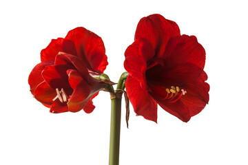 Dark red  hippeastrum (amaryllis) 