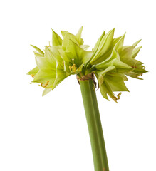 Hippeastrum (amaryllis) Yellow-green-red  'Green Valley'  on a white background isolated