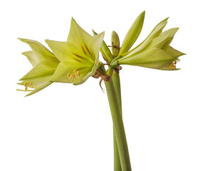 Bud Hippeastrum (amaryllis)  Diamond Group  'Green Valley'  on white background isolated